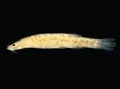 Nuovo pesce gatto leopardato scoperto Amazzonia