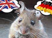 Missing Mice