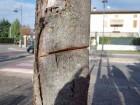 Censimento degli alberi, danneggi? mila euro multa