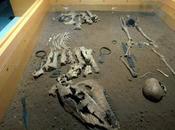 Nuove scoperte retrodatano l’epoca della domesticazione cane cavallo