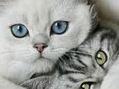 (tra tanti) segreti gatti