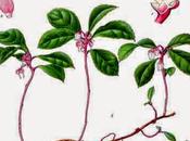 Olio gaultheria olio lavanda strappi, tendiniti distorsioni