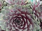 Sempervivum