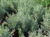 Pianta aromatica