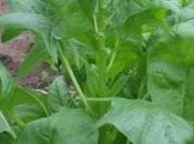 Coltivare spinaci