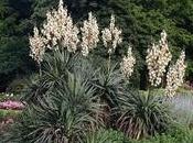 Yucca gloriosa