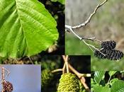 Gemmoderivati: ontano olivo ritrovare energia concentrazione