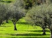 Rigenerarsi fiori bach: l'olive