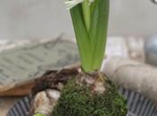 DIY: Kokedama with Hyacinthus #natalealverde