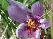 Fiore zafferano