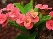 Euphorbia