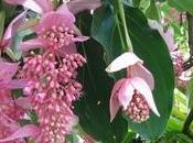 Medinilla