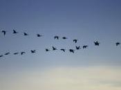 Curiosità: Perché uccelli volano stormi forma ‘V’?