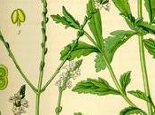 Verbena officialis