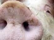 AFDA lab: L'ospite educato