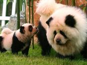 Circo Orfei Brescia: cani Chow truccati Panda
