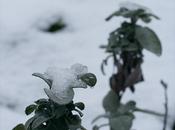 Post neve