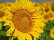 Coltivazione Girasole