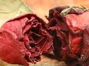 Conservare fiori secchi