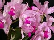 Orchidea cura