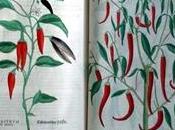 Peperoncino messicano
