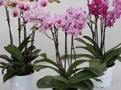 Mini orchidee