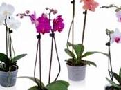 Orchidee vaso