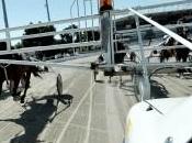 Ippica: domenica “sceicchi” Vinovo