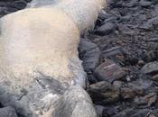 balena metri stata trovata sulle spiagge Cornwall, Cornovaglia