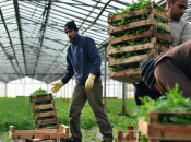 Coldiretti, agromafia: nelle mani della criminalità organizzata cinque mila ristoranti attraverso “money dirtying”