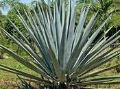 Agave