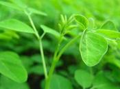 moringa, pianta ricca proprietà medicinali