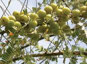 Chyawanprash, primo Rasayana dell'Ayurveda