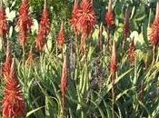 Aloe vera coltivazione