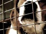 Processo Green Hill: condannati vertici dell'allevamento-lager beagle