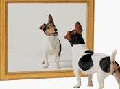 cane allo specchio riflesso