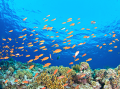 Inquinamento: estinzione massa negli oceani?