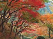 alberi, maestri bosco