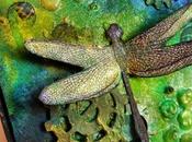 DragonFLY (Visible Image)