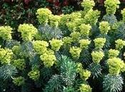 Euphorbia