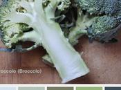 Food&amp;Colors: Broccolo