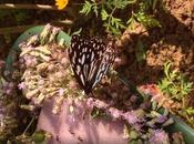 Ecoturismo Laos: Butterfly Park Luang Prabang
