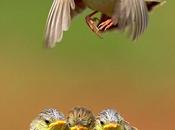 cip... ovvero, mamma sbrigati abbiamo fame!