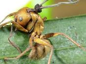 formiche-zombie Brasile