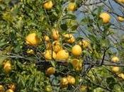 Potare limoni
