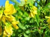 proprietà terapeutiche Fieno Greco