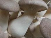 Coltivazione funghi