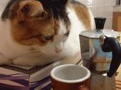 Biscotti gatti fiocchi d'avena