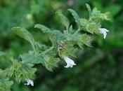 Melissa officinalis