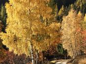 Betulla l'albero della danza